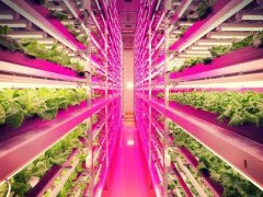 室内农业应用UVLED技术 